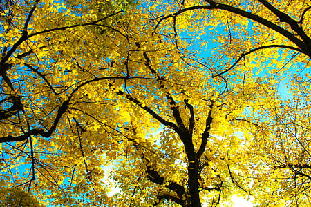 worm's-eye view photography of yellow leafed tree thumbnail