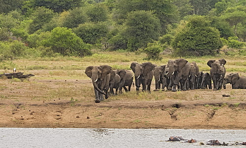 wildlife photography herd of elephant thumbnail