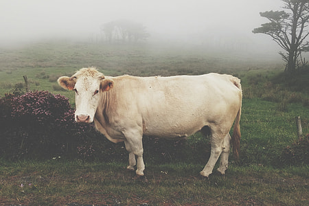 white cattle on grass field during daytime close up photo thumbnail