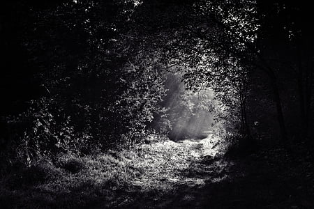 grayscale photo of pavement covered with trees thumbnail