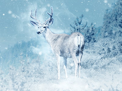 brown deer thumbnail