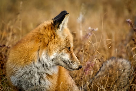 brown fox on brown grass thumbnail