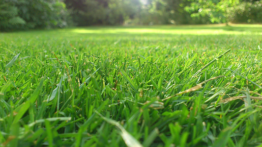 macro shot photography of lawn field thumbnail