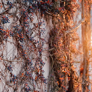 berries, berry, tree, bush thumbnail