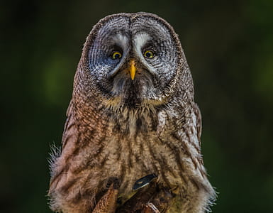 shallow focus photo of owl thumbnail