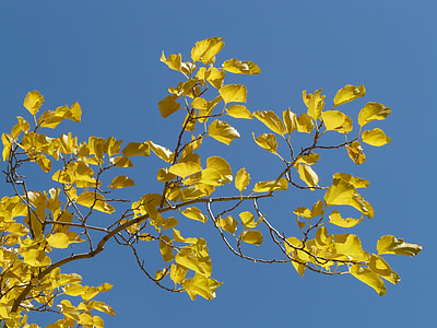 yellow leaf tree thumbnail