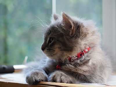 mainecoon cat laying on windoe thumbnail