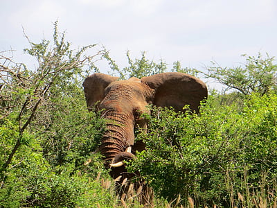 gray elephant beside green leaves thumbnail