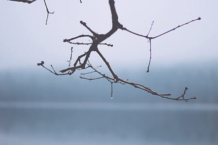 closeup photography of plant branch thumbnail