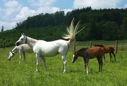 two white and brown horses during daytime thumbnail