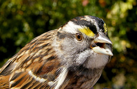 selective focus photo of white-throated sparrow thumbnail