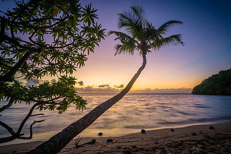 coconut palm tree on beach shoreline golden hour photography thumbnail