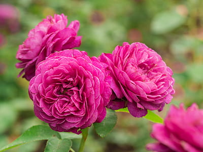 closeup photography of pink rose flowers thumbnail