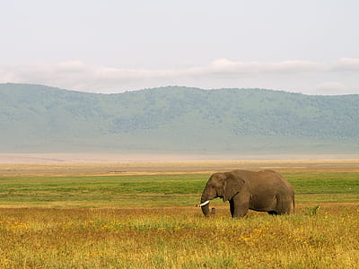 elephant on grass field thumbnail