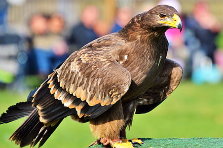 brown bird thumbnail