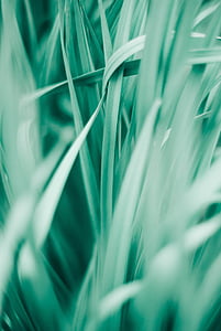 green grasses thumbnail