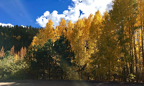 tall yellow trees thumbnail