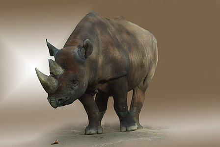 brown and black rhino figurine on gray surface thumbnail