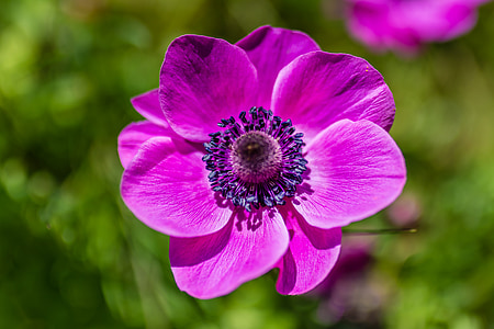 close up photography of purple anemone flower in bloom thumbnail