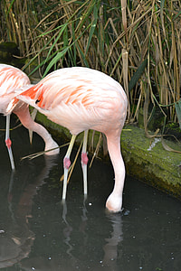 Feeding Flamingos, Pink Flamingos thumbnail