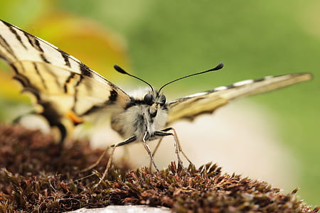 beige and black moth thumbnail