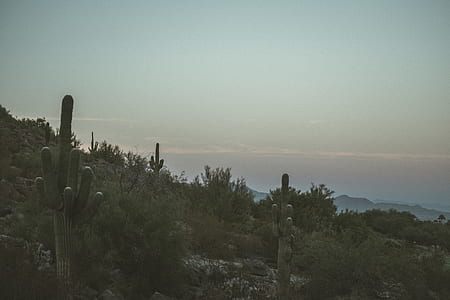 green cactus plant on mountain thumbnail
