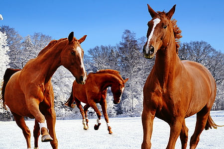 three brown horses thumbnail