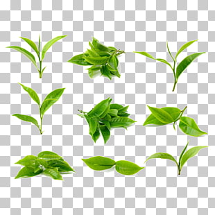 Green tea Stock photography Tea processing, Tea leaves, green leafed plants collage PNG clipart