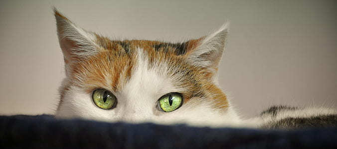 green-eyed brown and white cat thumbnail