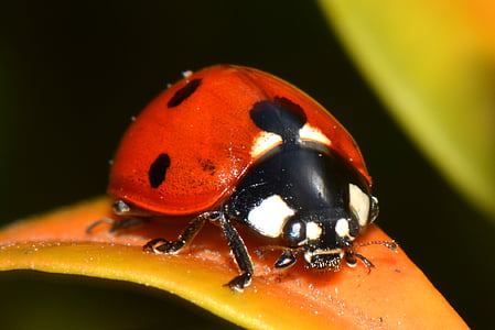 ladybug on leaf thumbnail