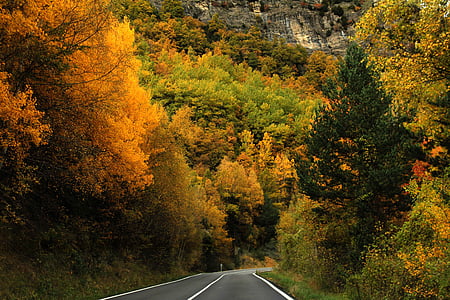 black asphalt road between tree thumbnail