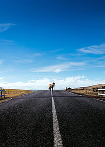 photo of brown horse on roadway thumbnail