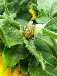 green grasshopper on green leaf thumbnail