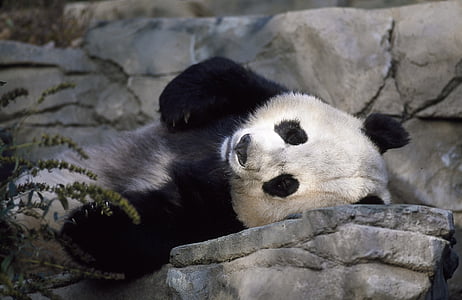 photography of panda thumbnail
