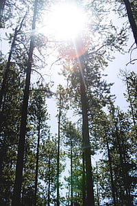 green leaf trees under blue and white sky during daytime thumbnail