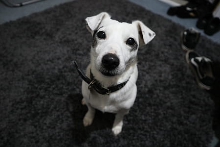 White Jack Russel With Black Collar thumbnail