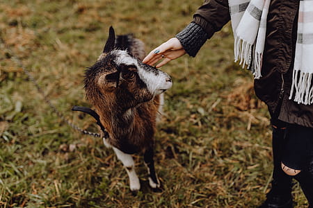 A cute brown goat on pasture thumbnail