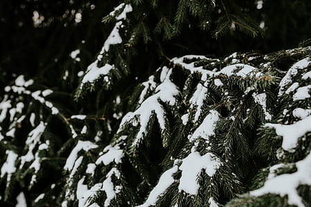 Close-ups of snowy trees thumbnail