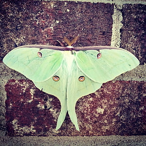 green and black butterfly perched at wall thumbnail