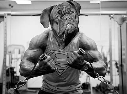 bodybuilder in gray tank top thumbnail