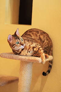 brown and black bengal cat on cat tree thumbnail