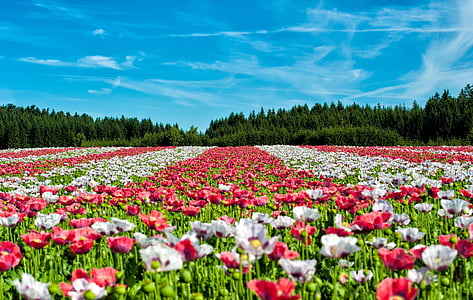 landscape photography of red and white flowers during daytime thumbnail