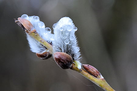 close-up photo of petaled flower with dew thumbnail