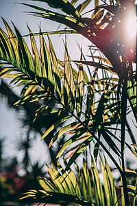 photography of leafed plant thumbnail