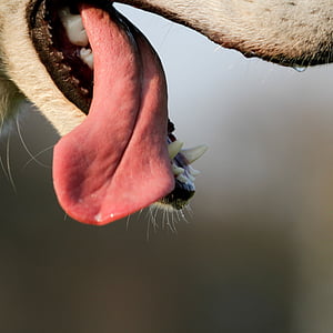 animal tongue thumbnail
