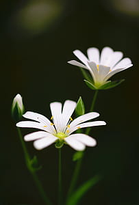 nature, field, flowers, garden thumbnail