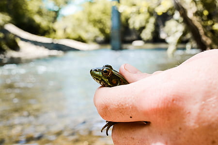 person holding green frog thumbnail