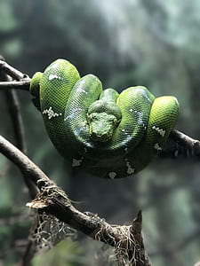 selective focus photography of green snake coiling on tree branch thumbnail