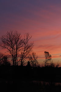 silhouette photo of trees during golden hour thumbnail