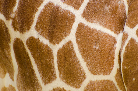 beige and brown giraffe skin thumbnail